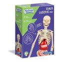 Zestaw naukowy Ciało ludzkie mini Zestaw naukowy Ciało ludzkie mini