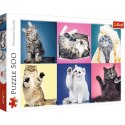 Puzzle Kociaki 500 elementów Puzzle Kociaki 500 elementów