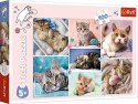 Puzzle 100 elementów W kocim świecie Puzzle 100 elementów W kocim świecie