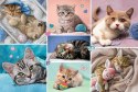 Puzzle 100 elementów W kocim świecie Puzzle 100 elementów W kocim świecie