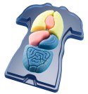 Zestaw naukowy Fun Scienc-Squishy Organs Zestaw naukowy Fun Scienc-Squishy Organs
