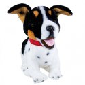 Maskotka interaktywna Figo Pies reagujący na komendy Jack Russel Terrier Maskotka interaktywna Figo Pies reagujący na komendy Jack Russel Terrier