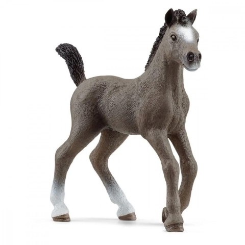 Źrebak rasy Cheval De Selle Francais Źrebak rasy Cheval De Selle Francais