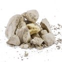 Skamieniałe jajo Dinozaura Skamieniałe jajo Dinozaura