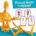 Zestaw naukowy Im a Genius Poznaj ciało człowieka Zestaw naukowy Im a Genius Poznaj ciało człowieka