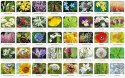Gra Flora Polski memory Gra Flora Polski memory