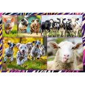 Puzzle 4x250 elementów Zabawne zwierzaki Puzzle 4x250 elementów Zabawne zwierzaki
