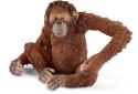 Orangutan samica Orangutan samica