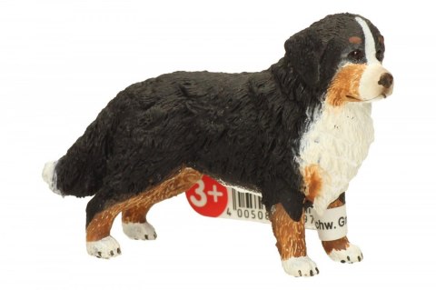 Berneńczyk, suczka Berneńczyk, suczka