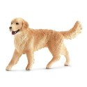 Golden retrieve r, suczka Golden retrieve r, suczka