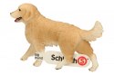 Golden retrieve r, suczka Golden retrieve r, suczka