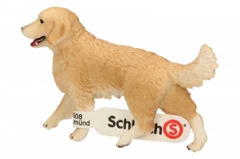 Golden retrieve r, suczka Golden retrieve r, suczka