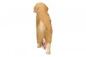 Golden retrieve r, suczka Golden retrieve r, suczka