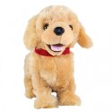 Maskotka interaktywna Figo Pies reagujący na komendy Labrador Maskotka interaktywna Figo Pies reagujący na komendy Labrador